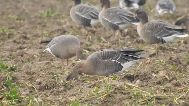 Tundra Bean-Goose - ML195816861