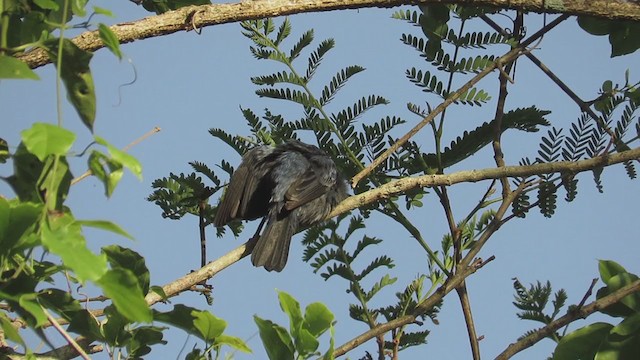 Ultramarine Grosbeak - ML195817401