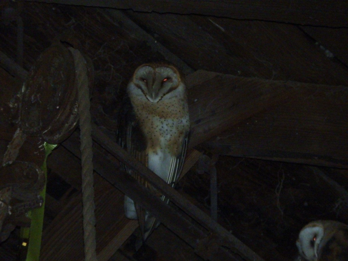 Barn Owl - ML195818491