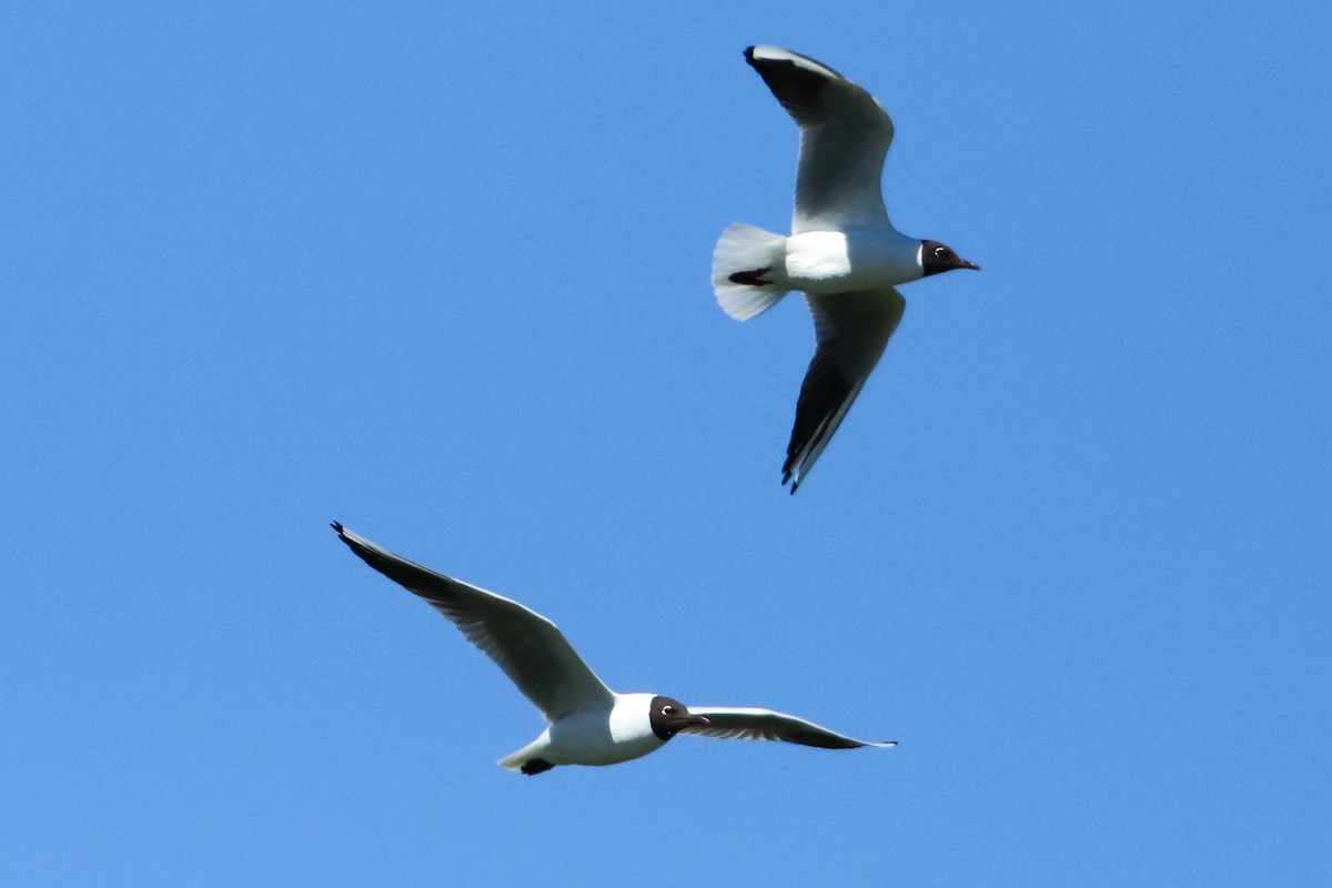 Black-headed Gull - ML195819941