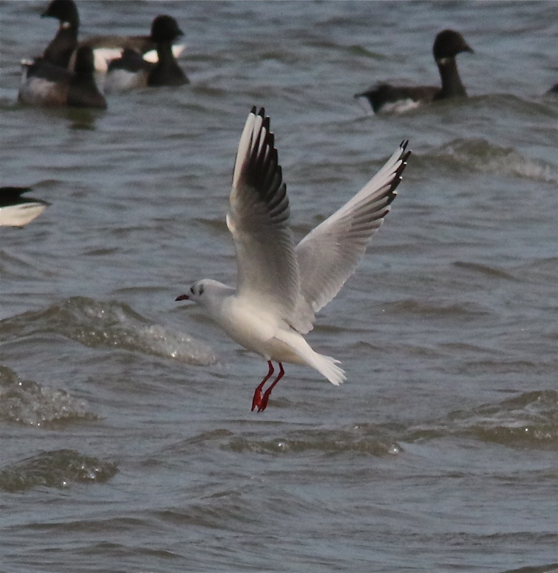 Black-headed Gull - ML195820561