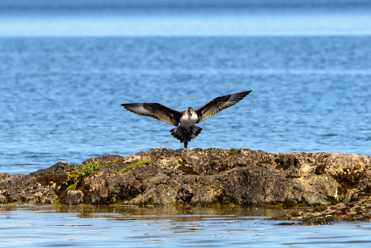 Parasitic Jaeger - Vicki St Germaine