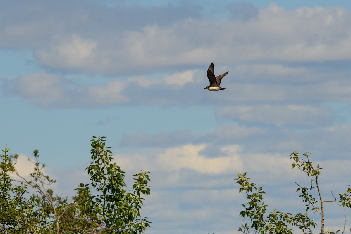 Parasitic Jaeger - ML195820721