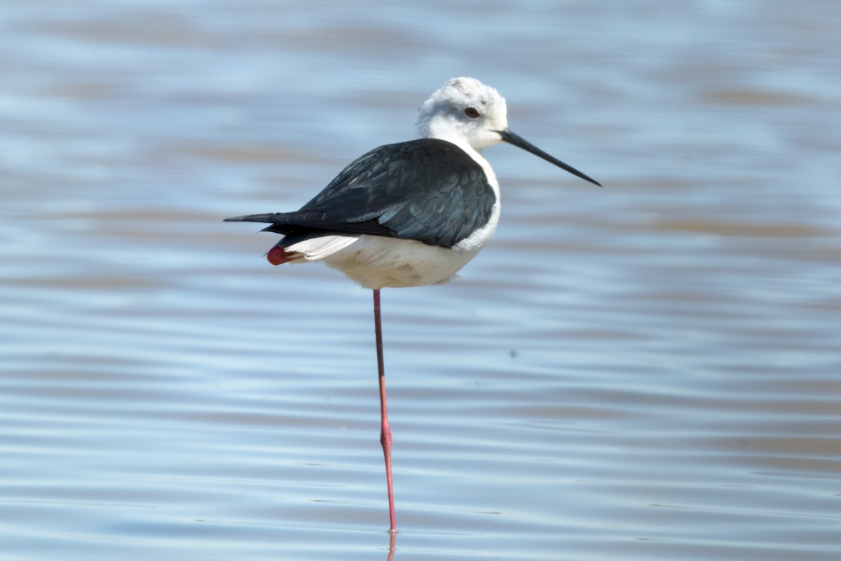 Black-winged Stilt - ML195821971