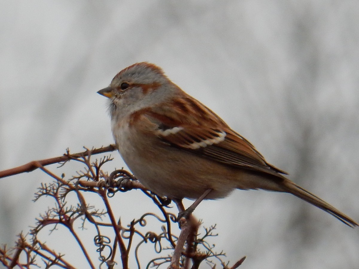 American Tree Sparrow - ML195822341