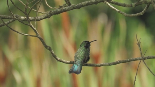 Colibri à ventre blanc - ML195823291