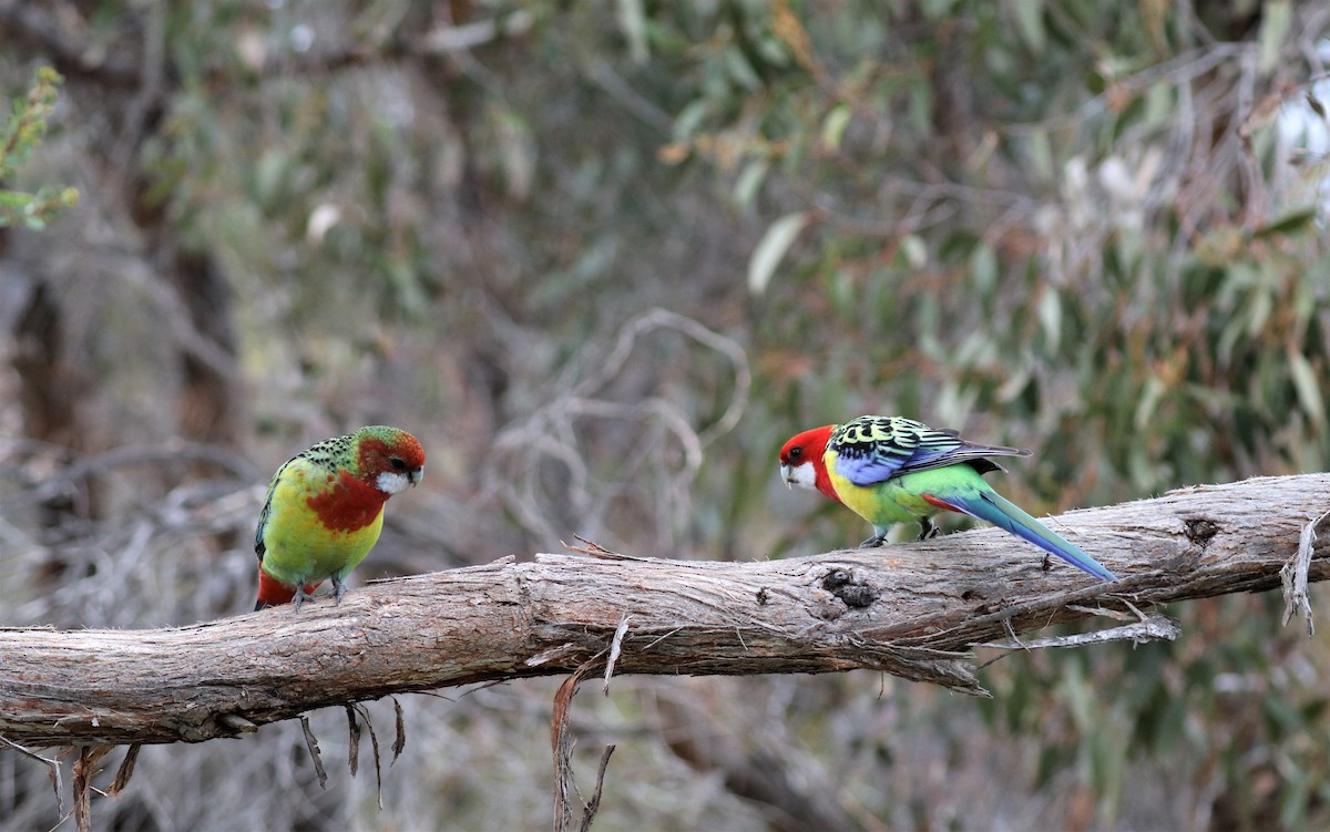 Eastern Rosella - David Ekdahl