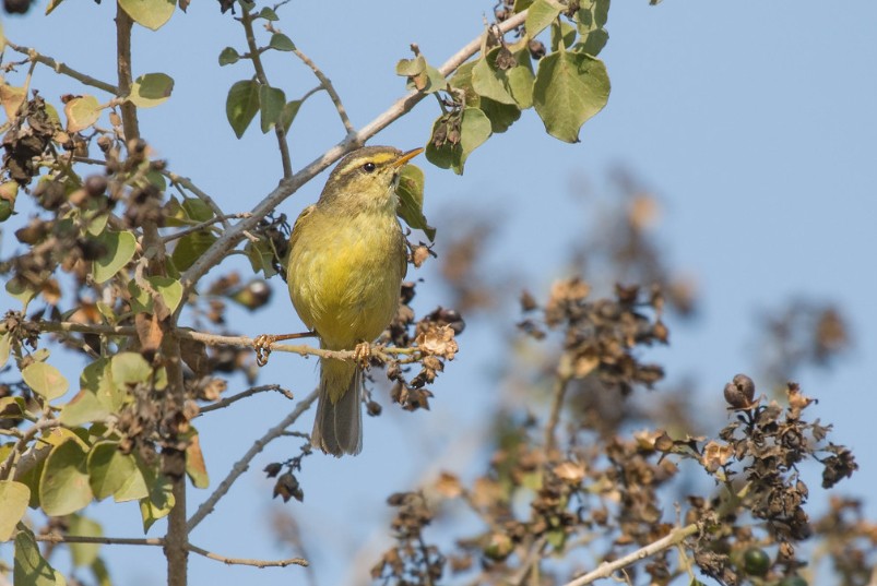 Tickell's Leaf Warbler (Tickell's) - ML195824611