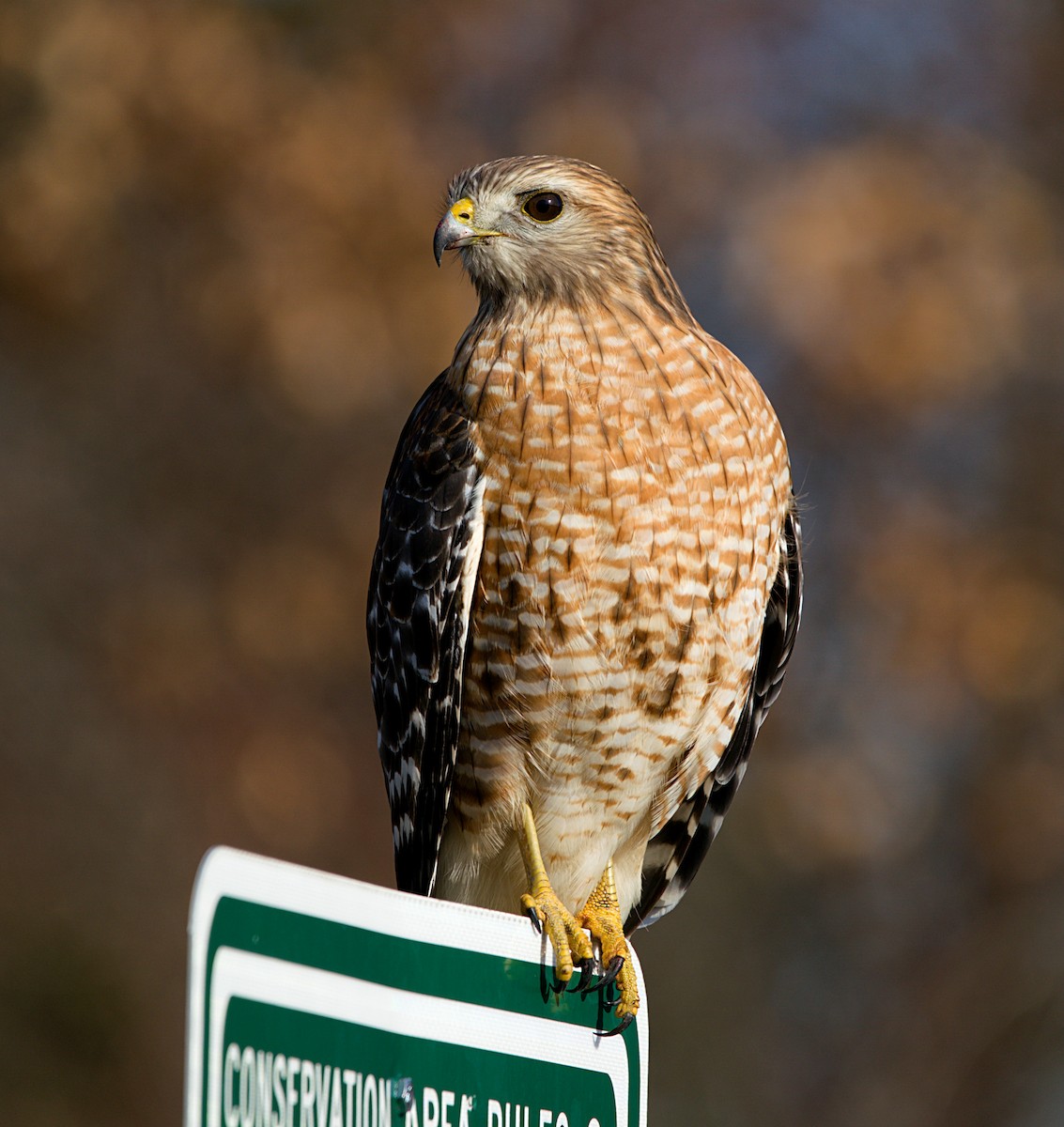 Rotschulterbussard - ML195824851