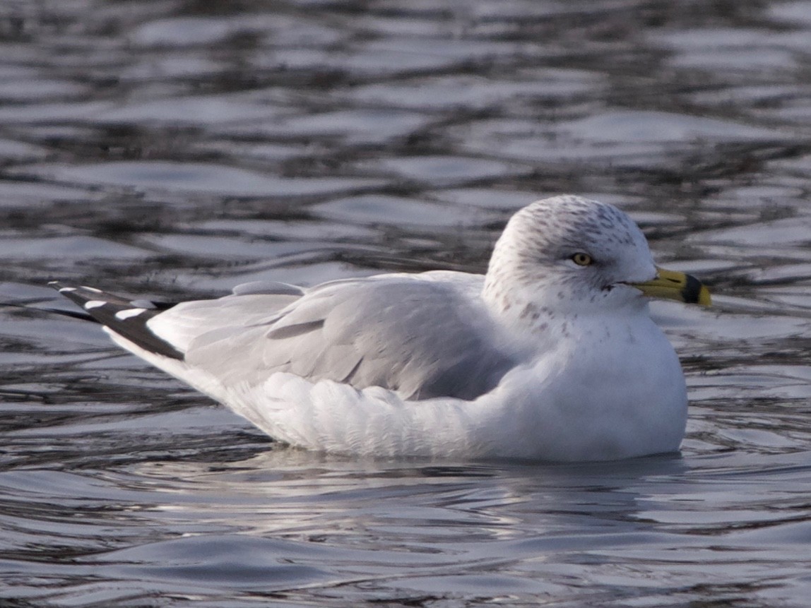 Ring-billed Gull - ML195825471