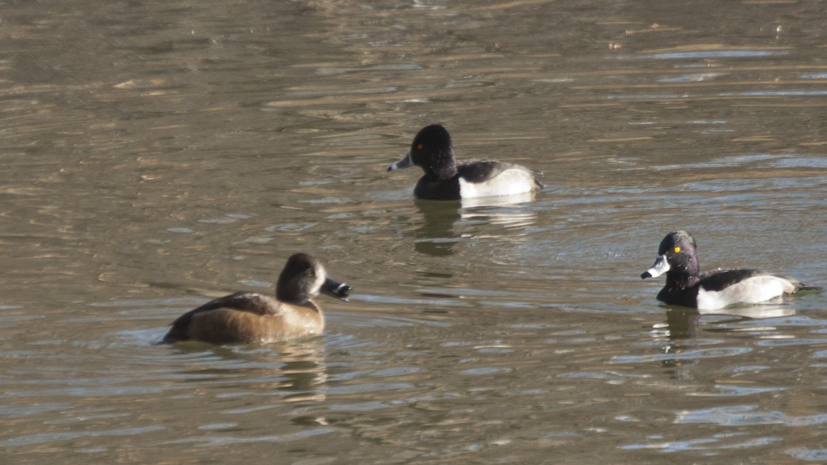 Ring-necked Duck - Jasper Weinberg