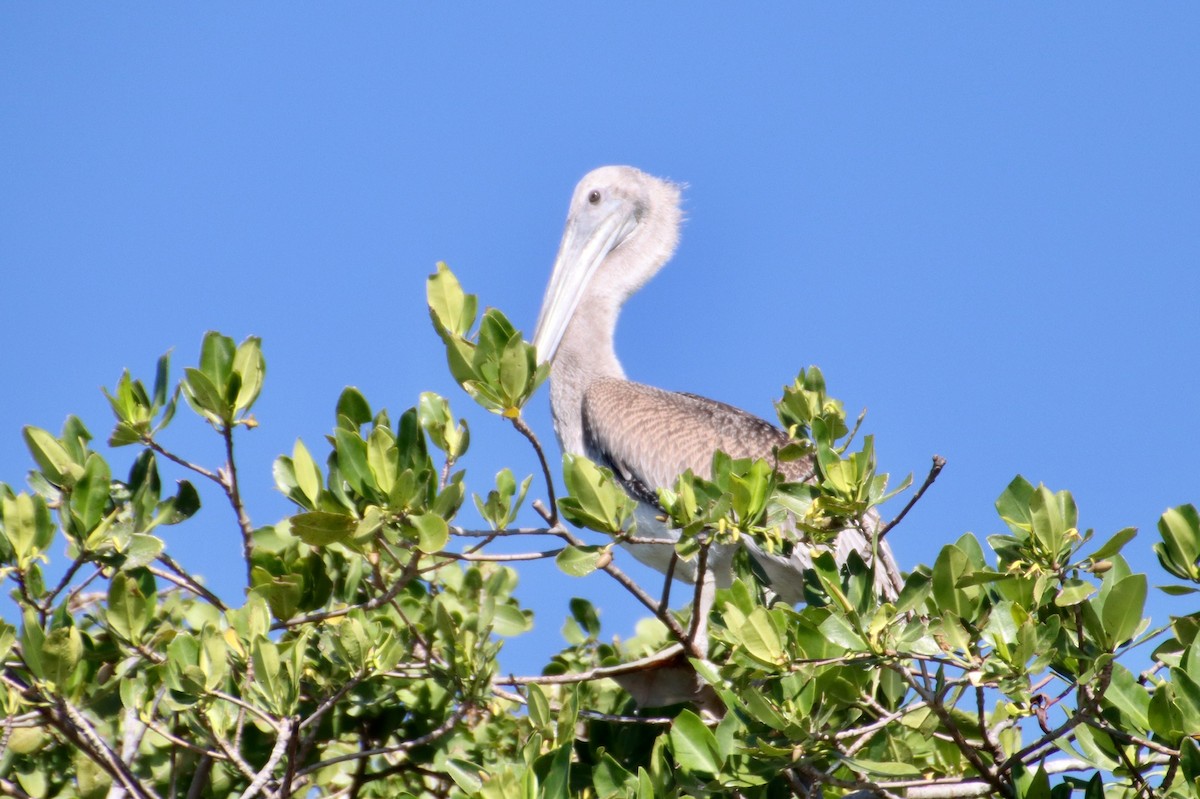 Brown Pelican - ML195829641