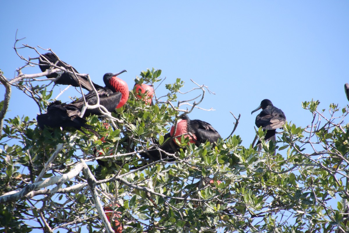 Magnificent Frigatebird - ML195830211