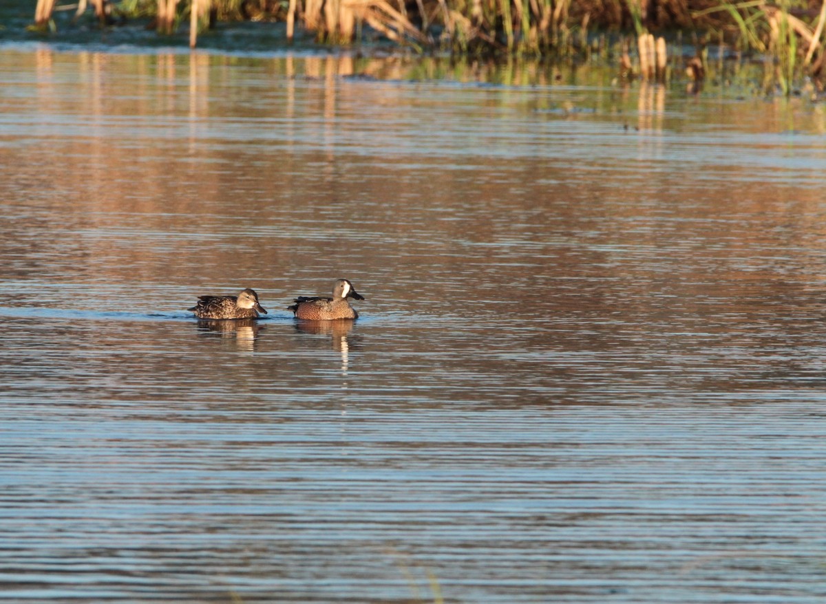 Blue-winged Teal - ML195834551