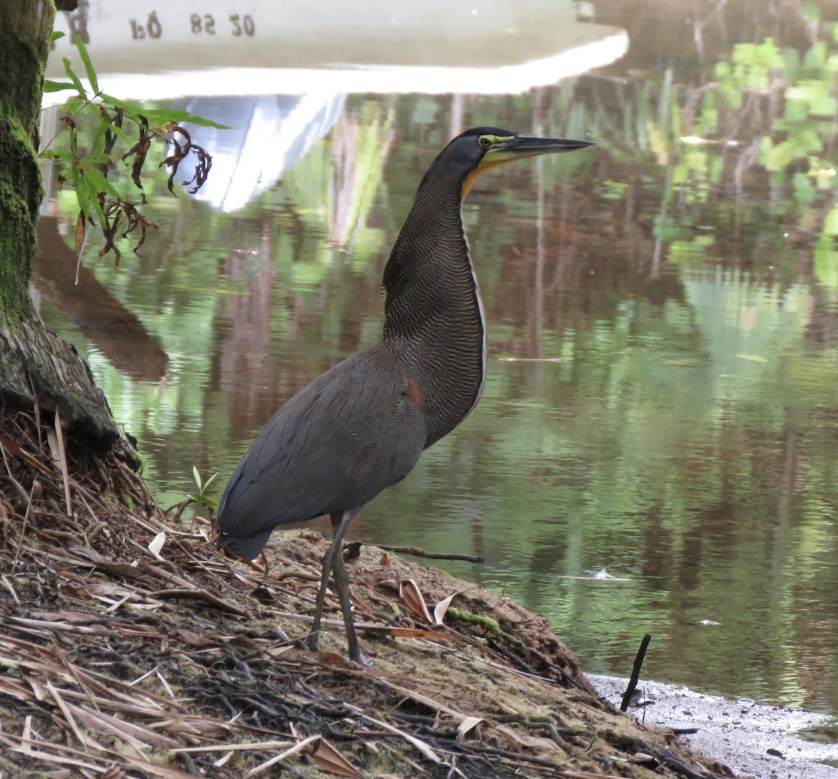 Bare-throated Tiger-Heron - ML195836041