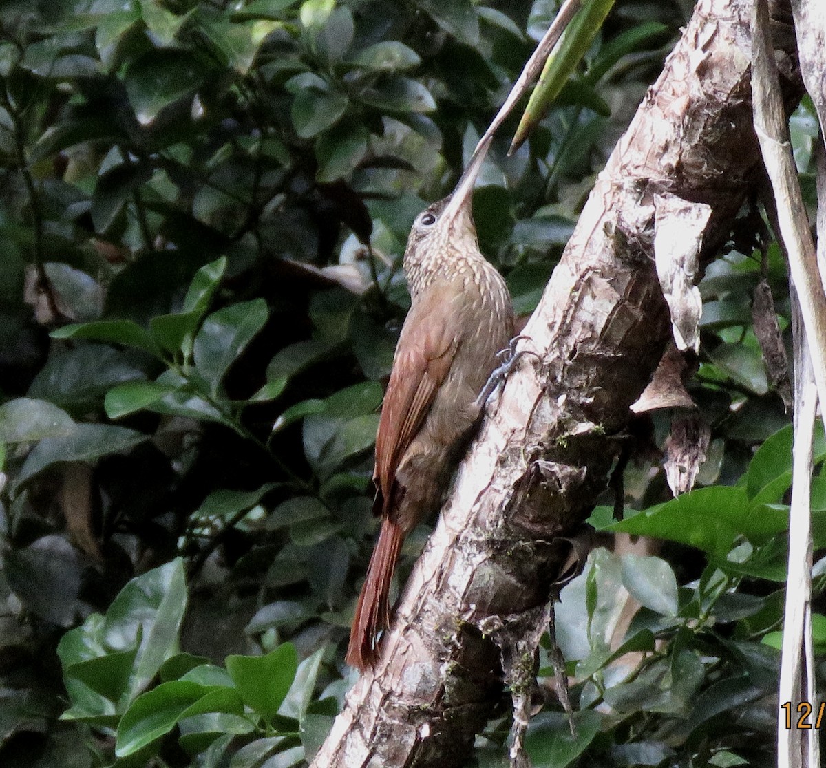 Streak-headed Woodcreeper - ML195836401