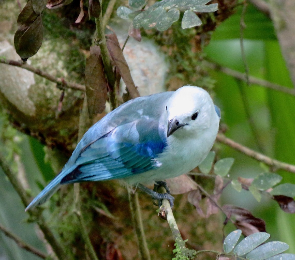 Blue-gray Tanager - jan dellibovi