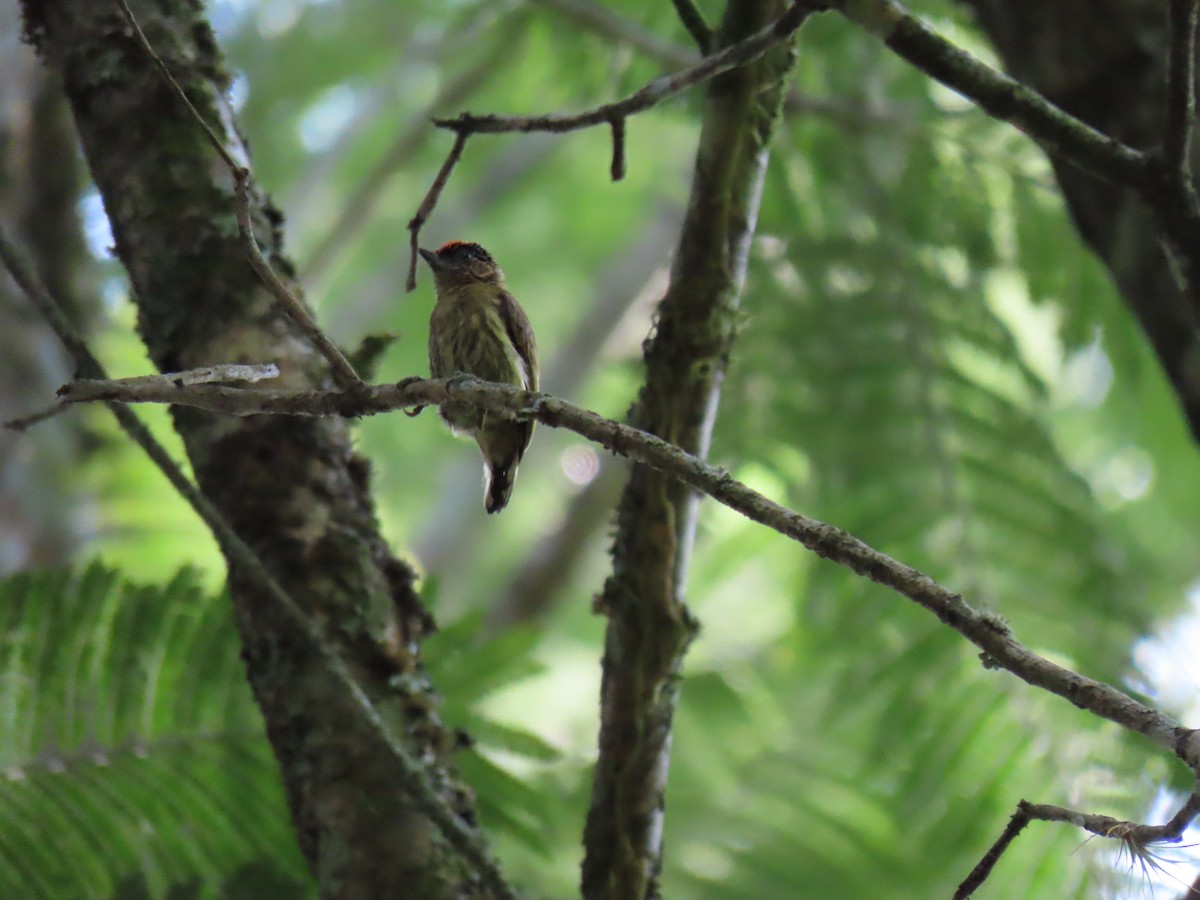 Olivaceous Piculet - Cyndy Johnson