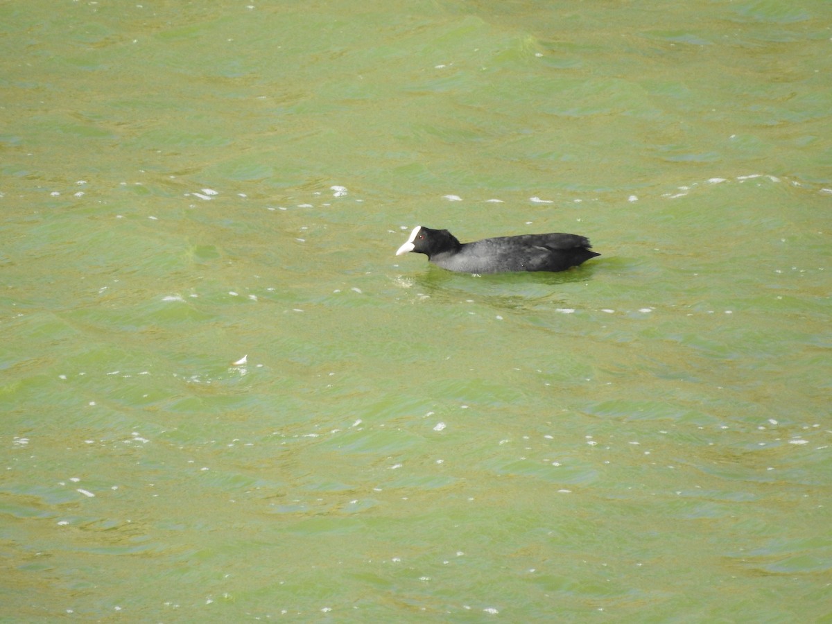 Eurasian Coot - ML195840351