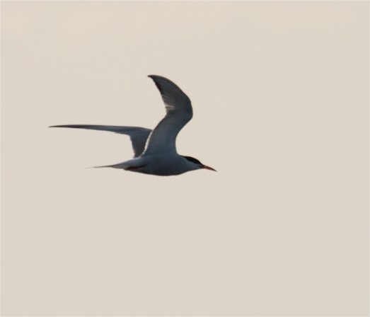 Common Tern - Laurent Silvani