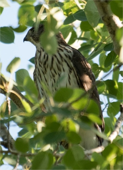 Cooper's Hawk - ML195844591