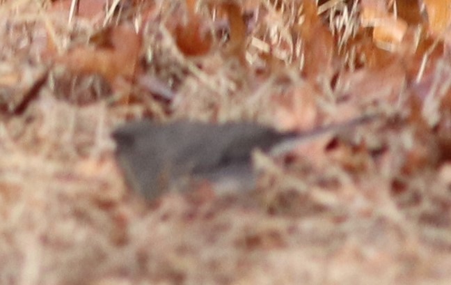 Dark-eyed Junco (Slate-colored) - ML195845581