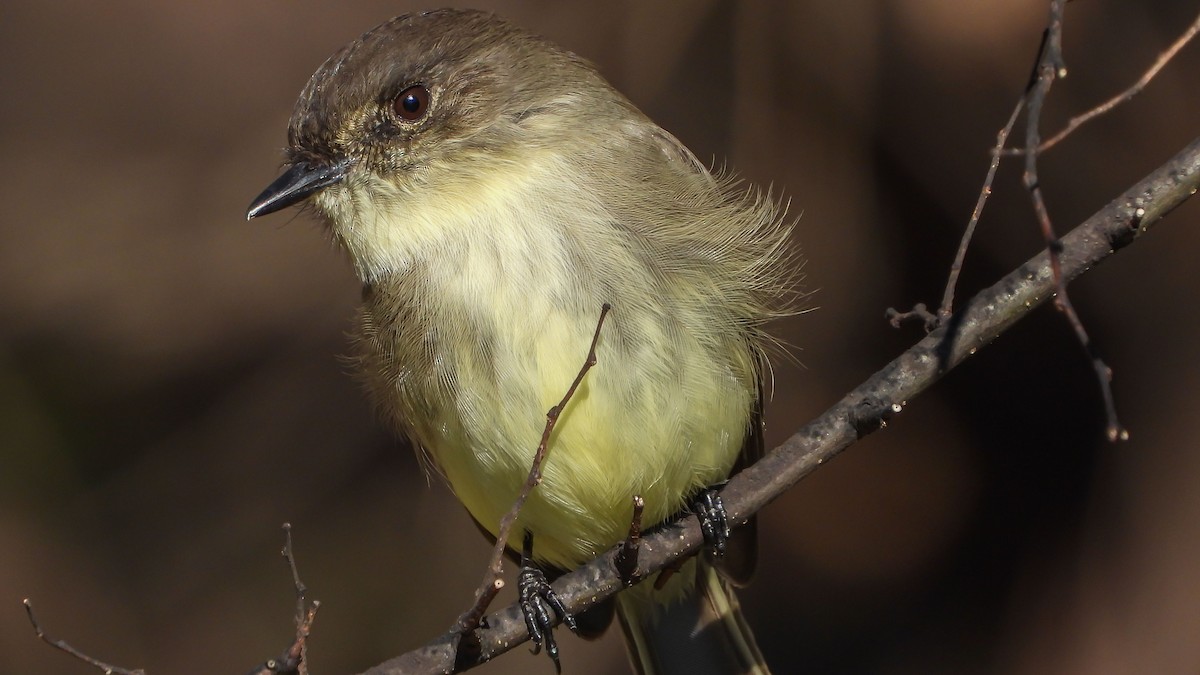 Eastern Phoebe - David Hebert