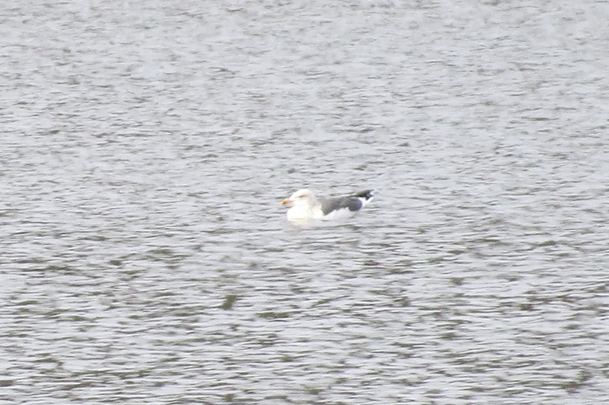 Lesser Black-backed Gull - ML195846611