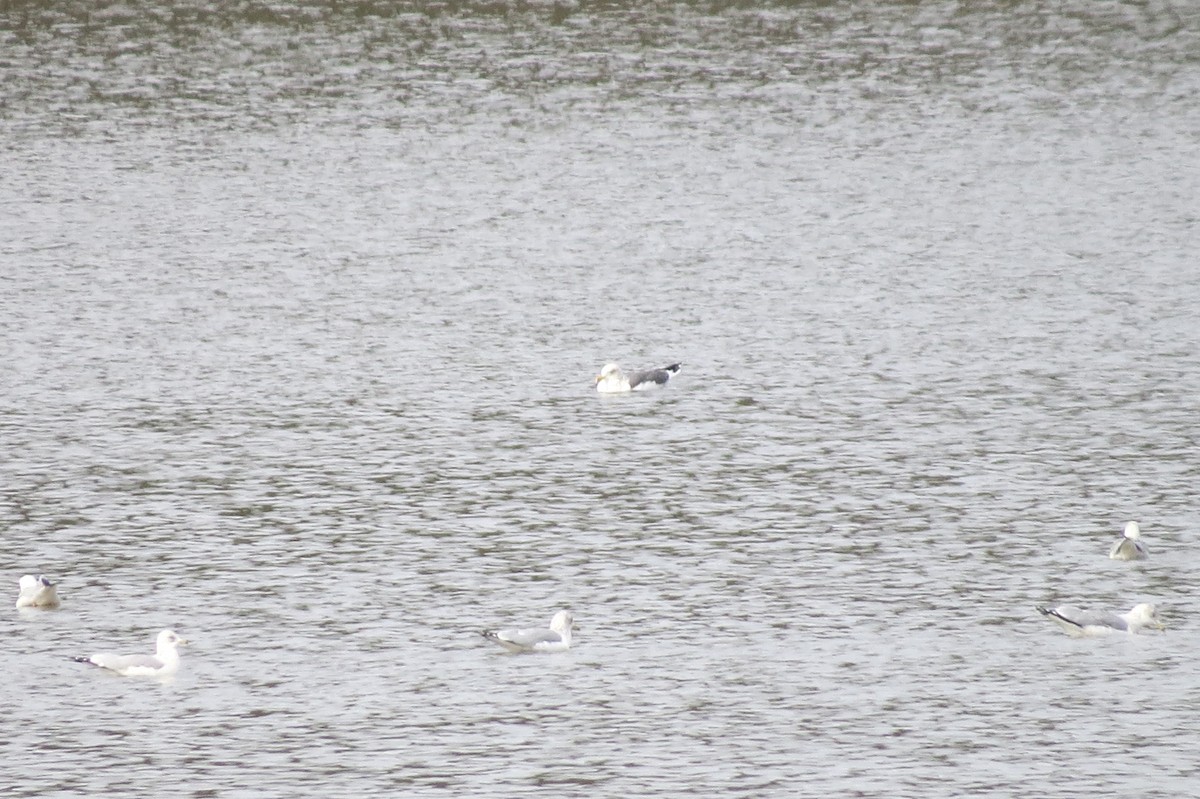 Lesser Black-backed Gull - ML195846621