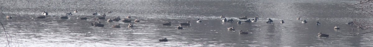 Ring-necked Duck - ML195847361