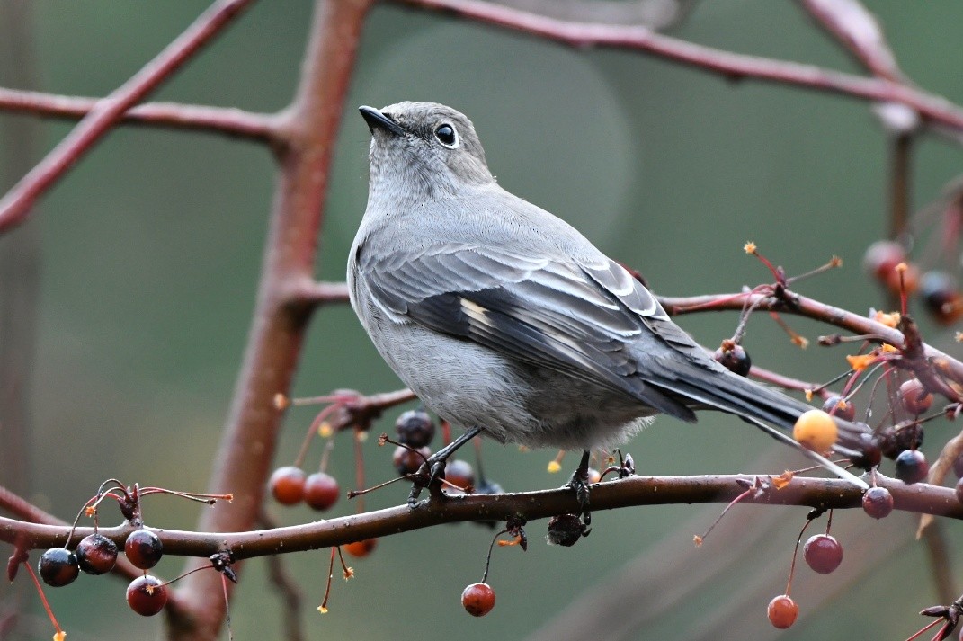 Townsend's Solitaire - ML195848741