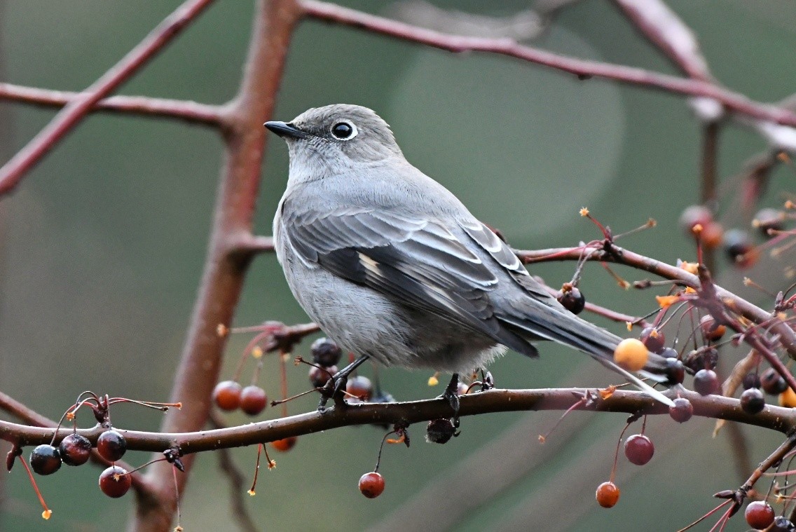 Townsend's Solitaire - ML195848781