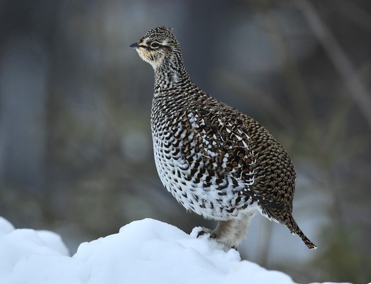 Sharp-tailed Grouse - ML195849491