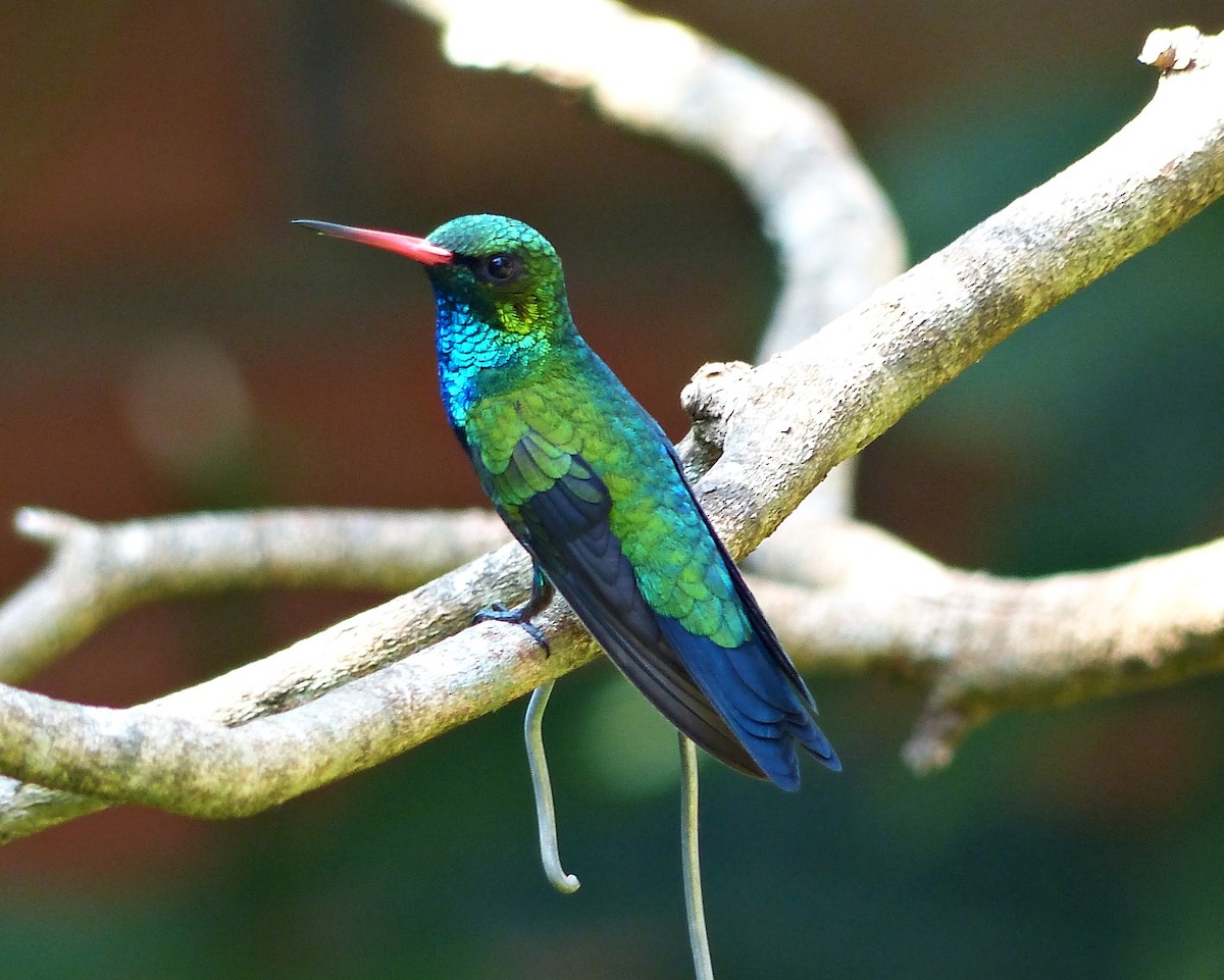 Glittering-bellied Emerald - ML195850971