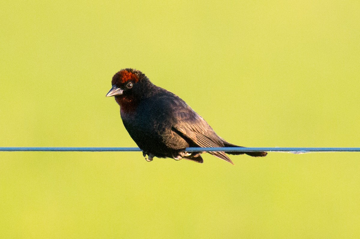 Chestnut-capped Blackbird - Luciano Acquaviva