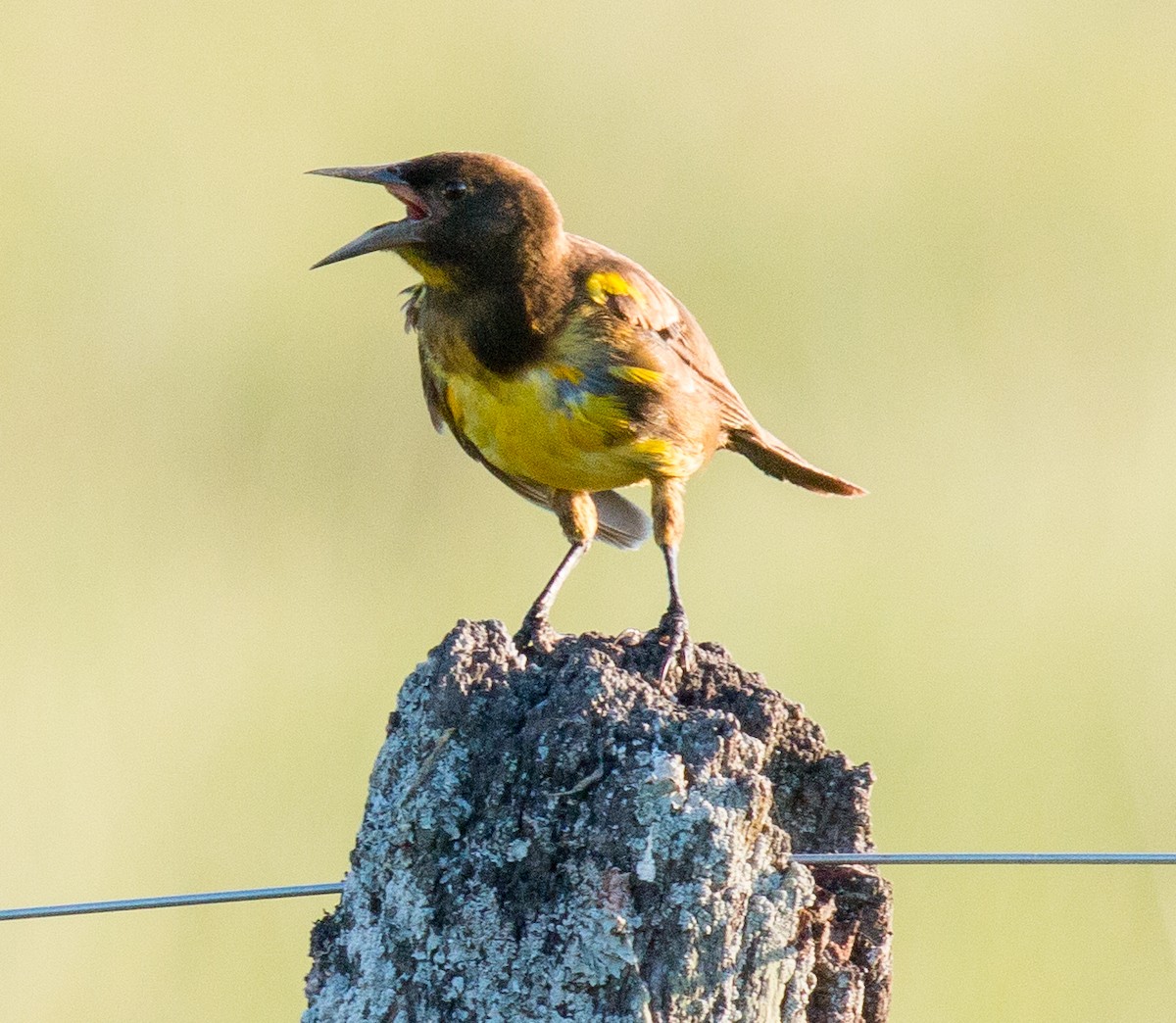 Brown-and-yellow Marshbird - Luciano Acquaviva