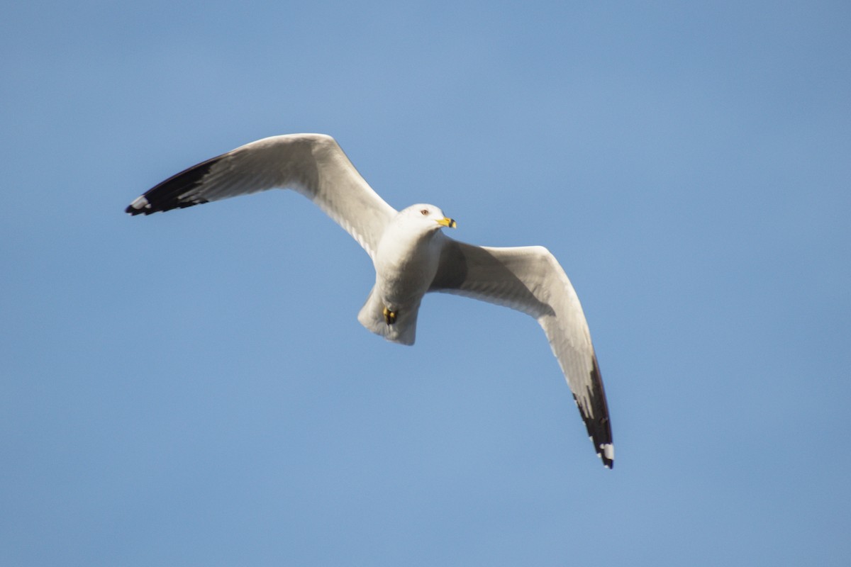 Ring-billed Gull - ML195851941