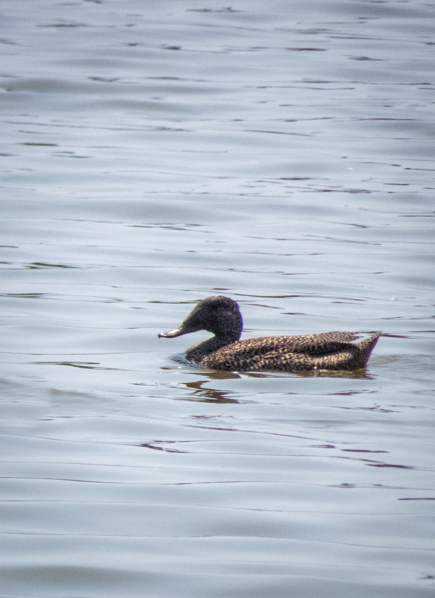 Freckled Duck - ML195854771