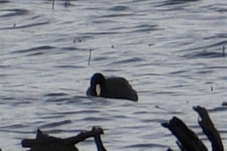 American Coot - ML195855641