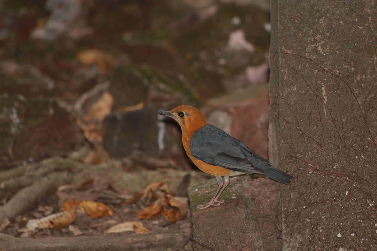 Grive à tête orange - ML195857701