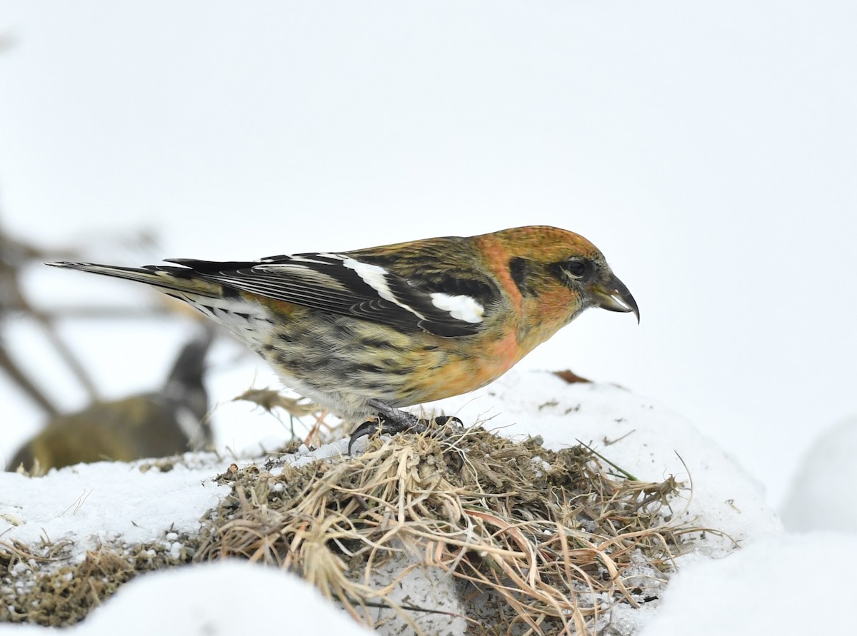 White-winged Crossbill - Raymond Ladurantaye