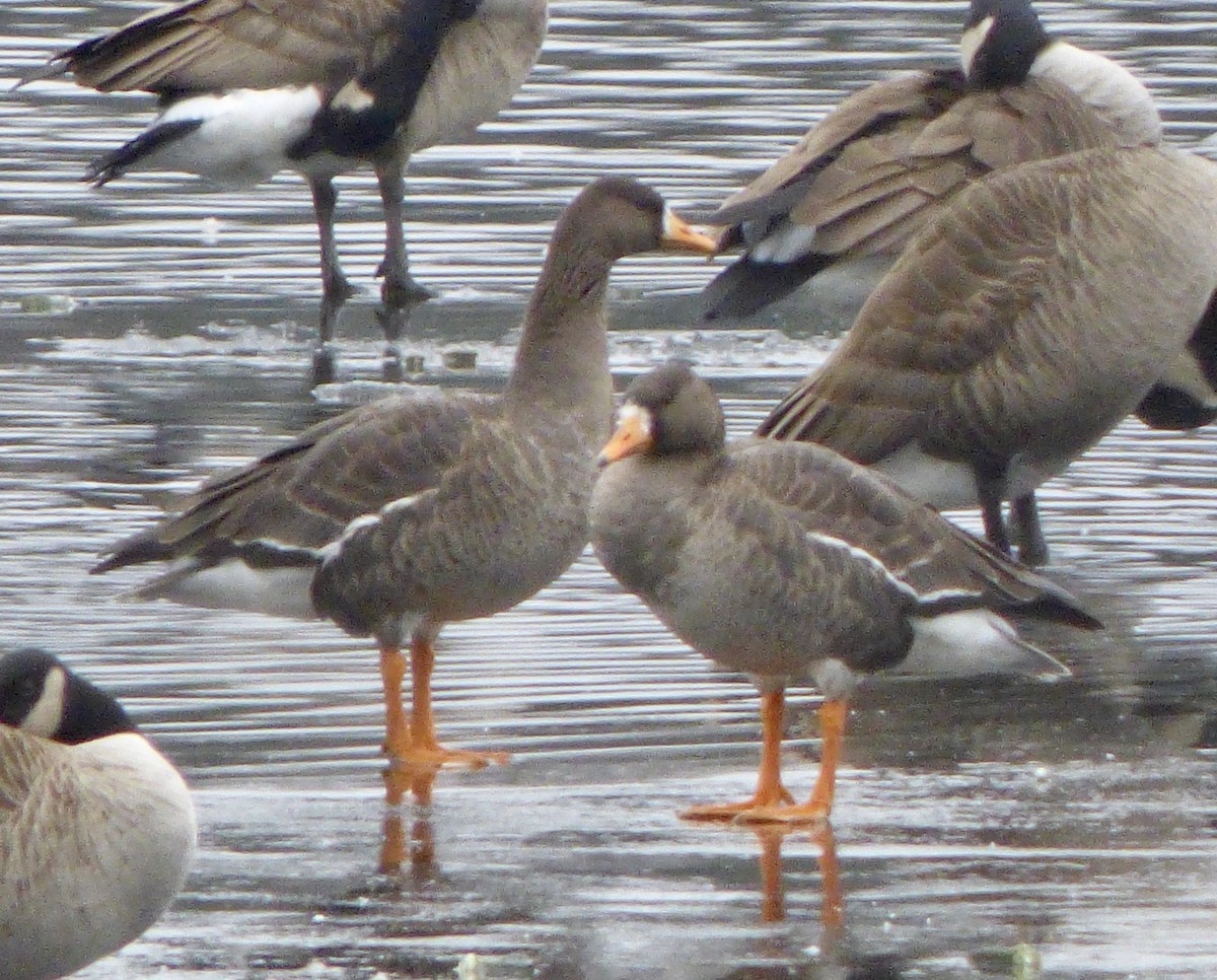Greater White-fronted Goose - ML195858271