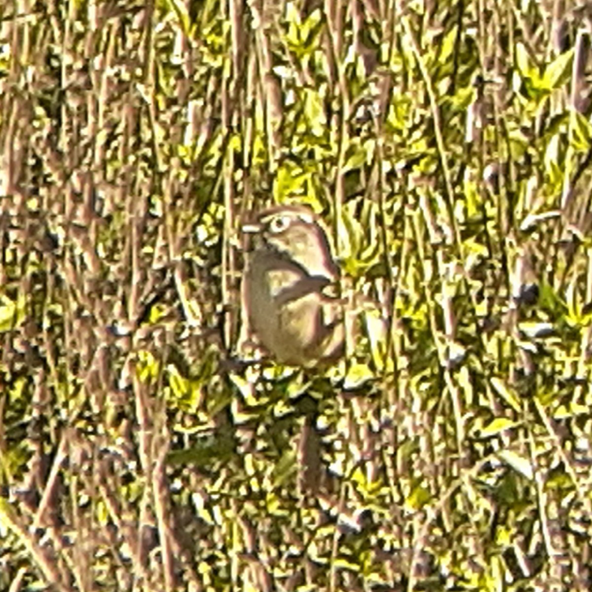 Rufous-crowned Sparrow - ML195858631