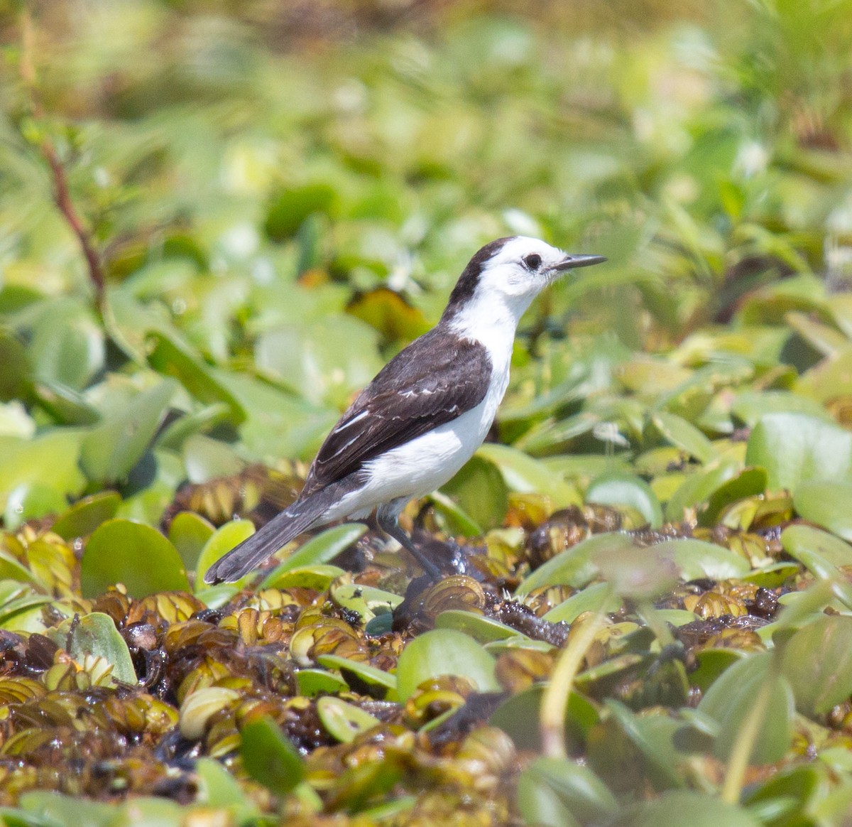 Black-backed Water-Tyrant - ML195859111