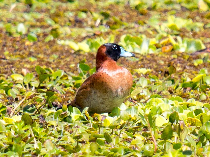 Masked Duck - ML195859261