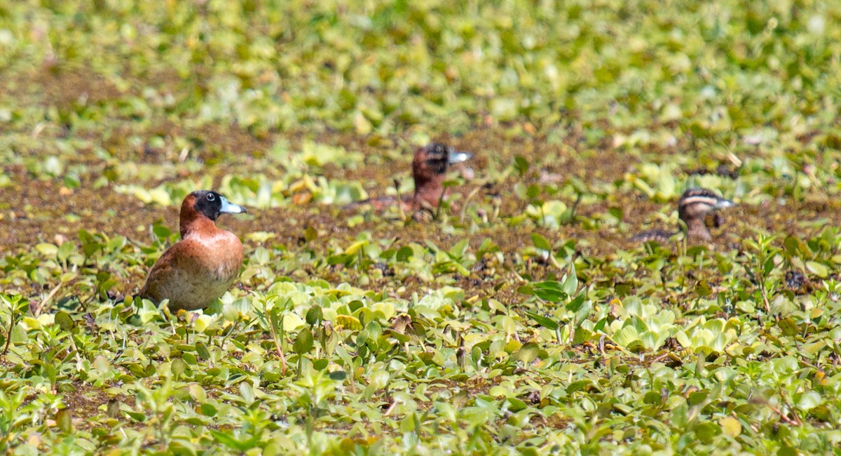 Masked Duck - ML195859341