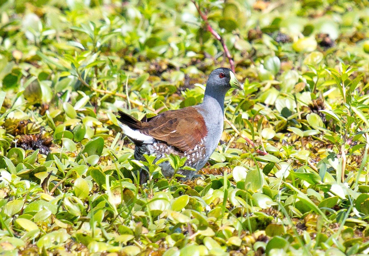 Spot-flanked Gallinule - ML195859371