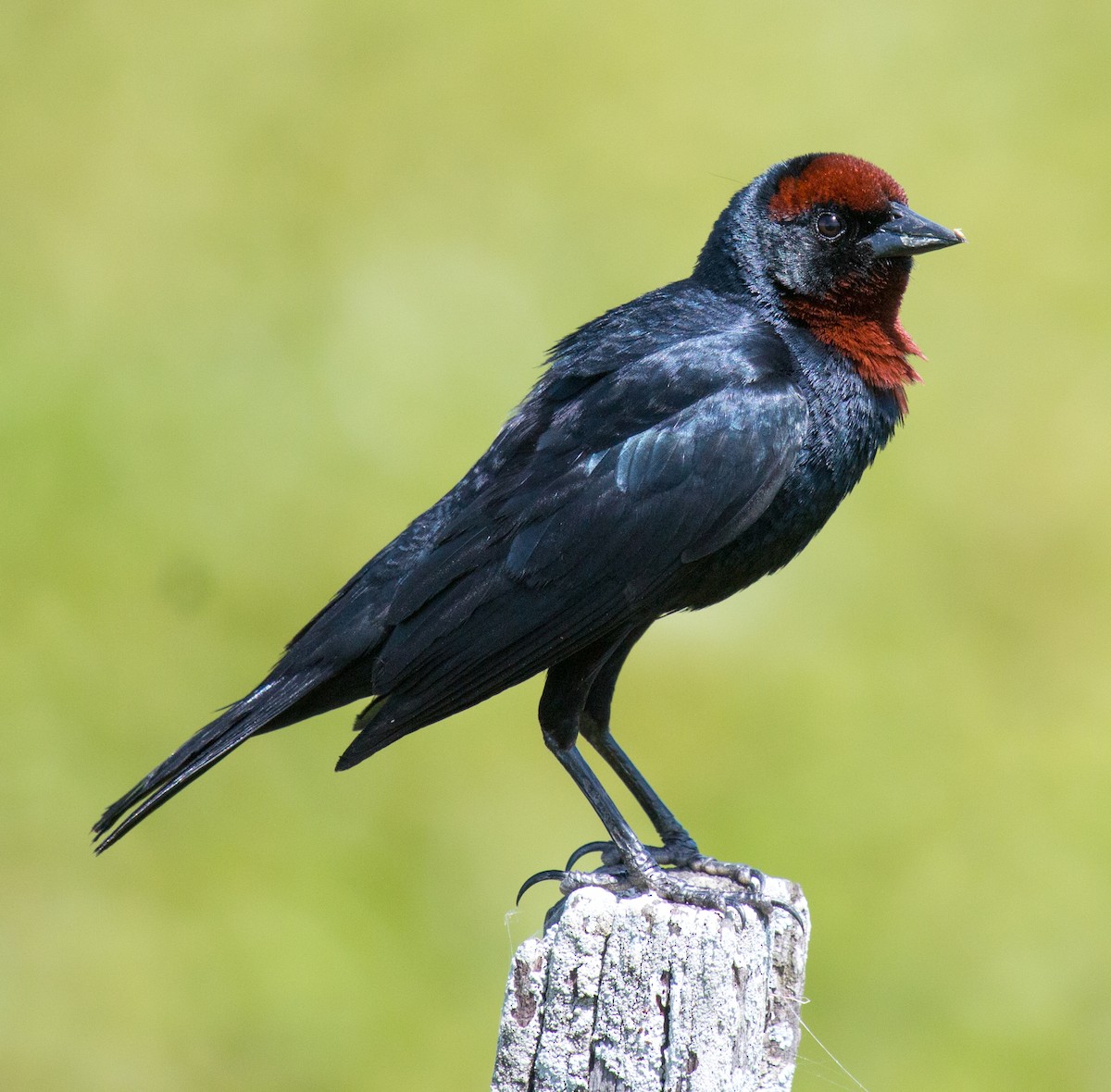 Chestnut-capped Blackbird - ML195859411