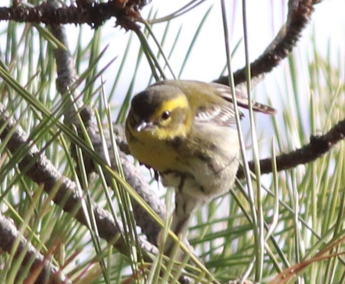 Townsend's Warbler - ML195859471