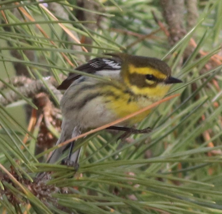 Townsend's Warbler - ML195859481